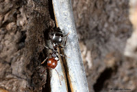 http://fourmis-portugal.blogspot.fr/2016/09/crematogaster-scutellaris.html