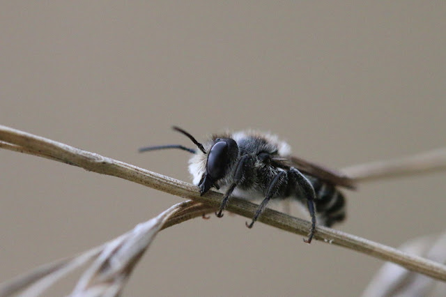 petite abeille solitaire noire