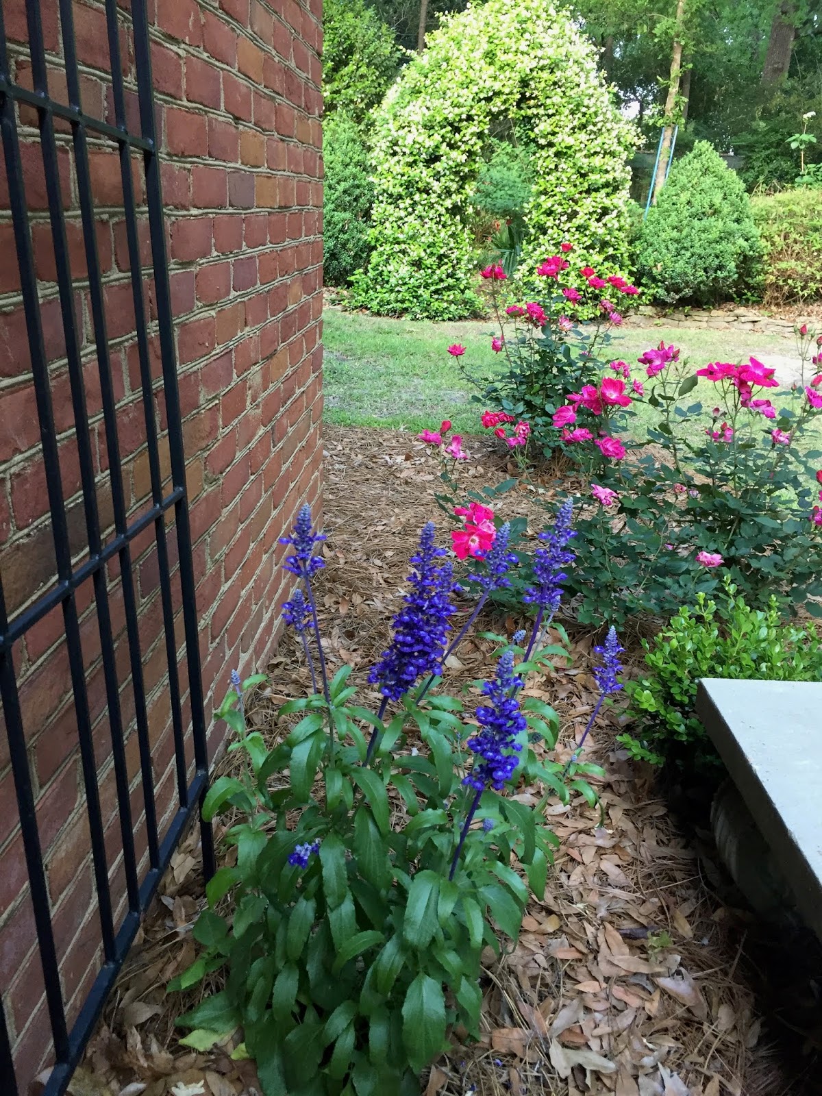 Prune Hydrangeas Now For Flowers Next Summer