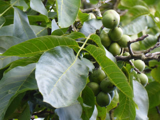 An abundance of walnuts