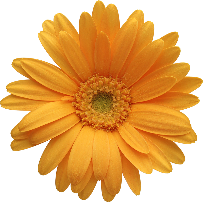 Orange_Gerber_Daisy_Clipart
