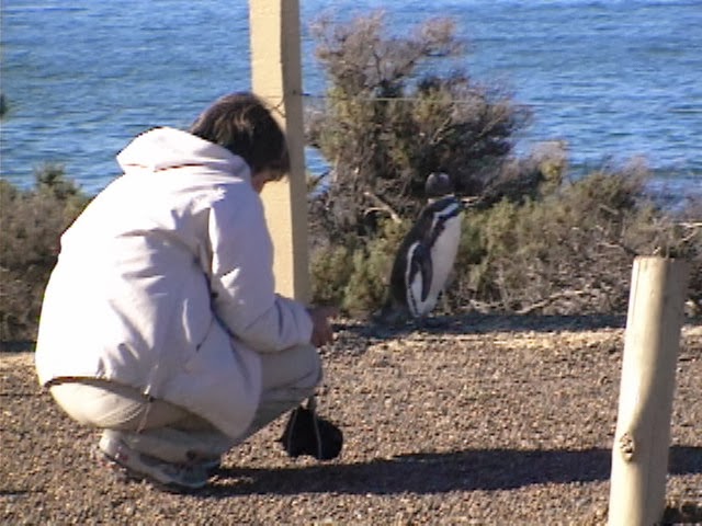 Fotografando Pinguins em Punta Tombo - Argentina