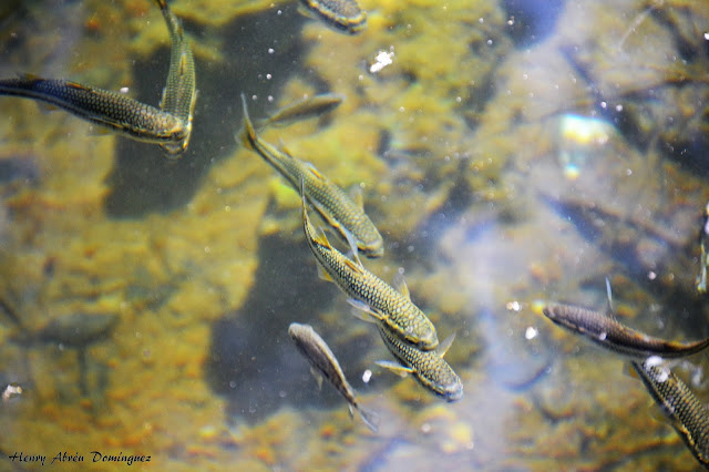 Agonostomus monticola