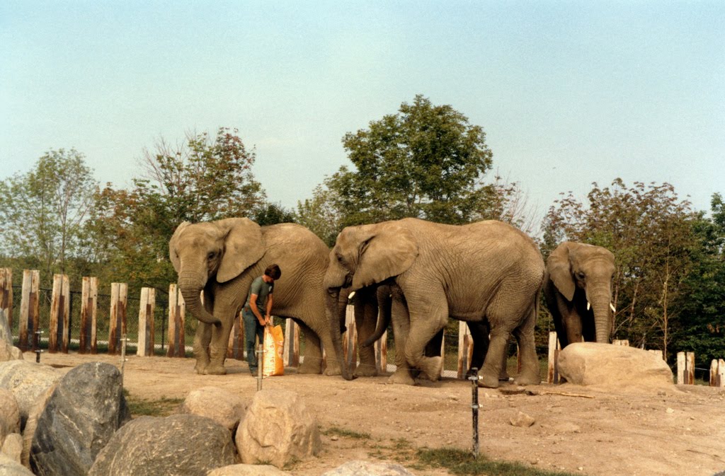 The Circus "NO SPIN ZONE" Metro Toronto ZooOntario, Canada 1981