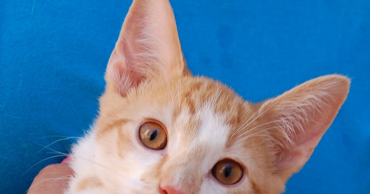 25 rescued kittens ready for adoption this morning!