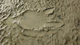 Turtle tracks in mud
