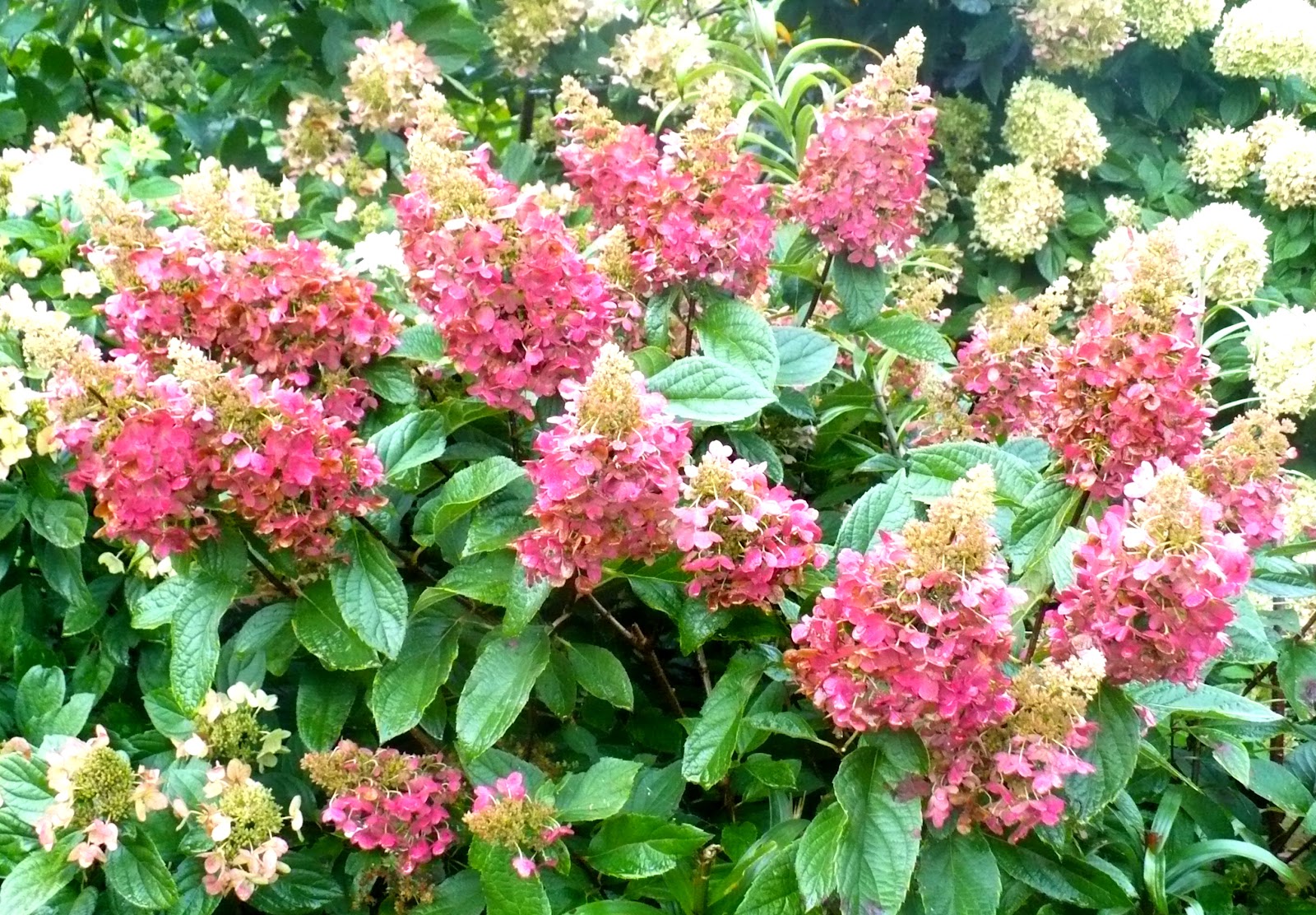 Hydrangea paniculata Angel's blush (Ruby)