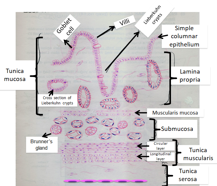 Gastrointestinal System