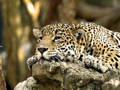 Leopard Wallpepers