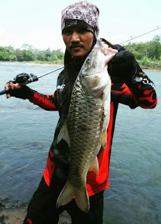 Ikan Hampala Sungai Klawing Purbalingga Ikan Hampala Sungai Klawing Purbalingga