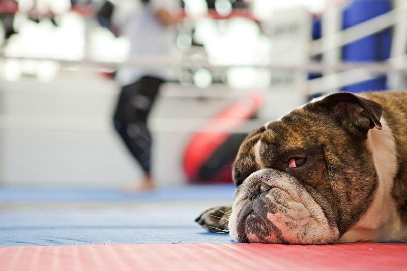See What Tim Is Doing No Quarter Boxing Gym Sydney
