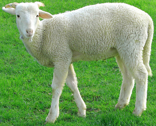 bottle feed a lamb, how to bottle feed a lamb, how to bottle feed a baby lamb, bottle feed a baby lamb, bottle feeding a lamb, bottle feeding a baby lamb