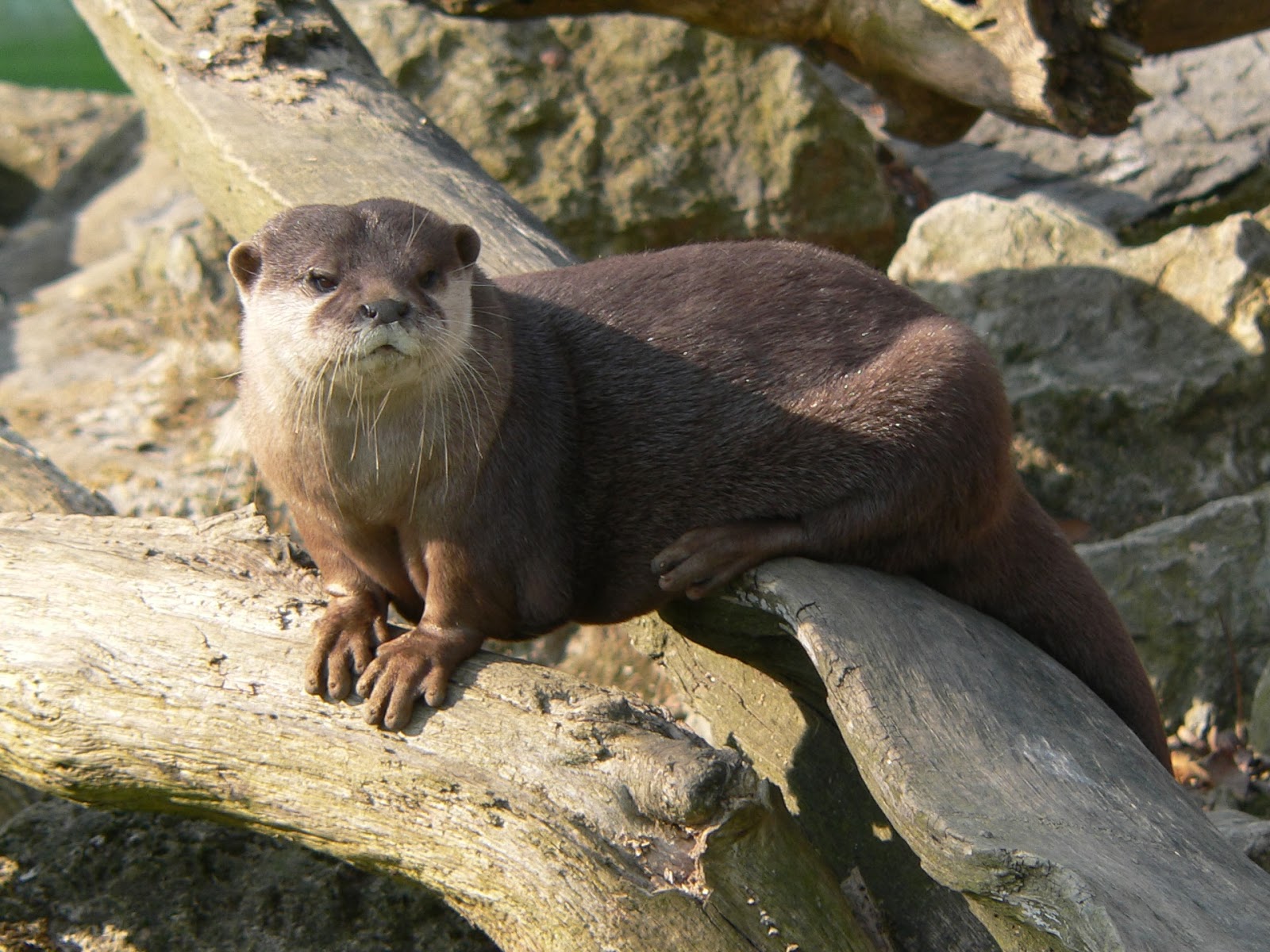 Small Clawed Otters Amazing Facts & Latest Pictures All Wildlife