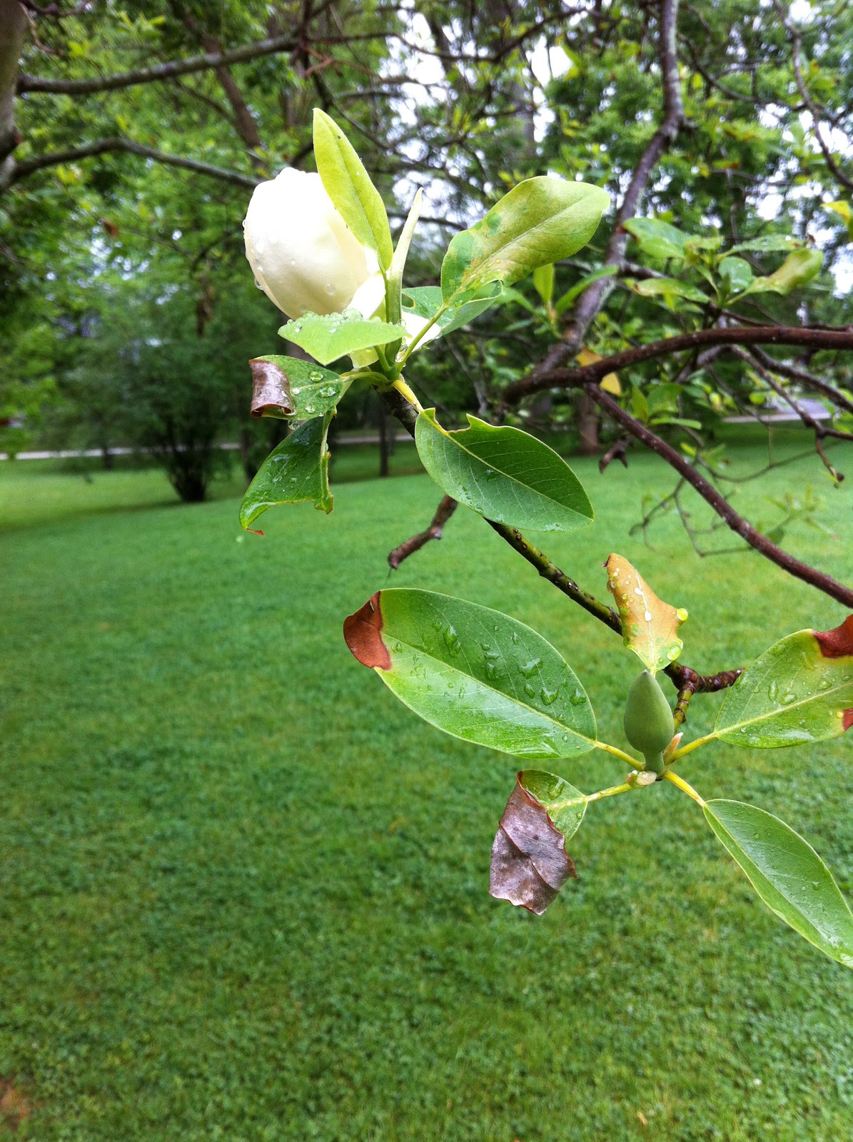 Carla's Forest and Rail: Tree Identification