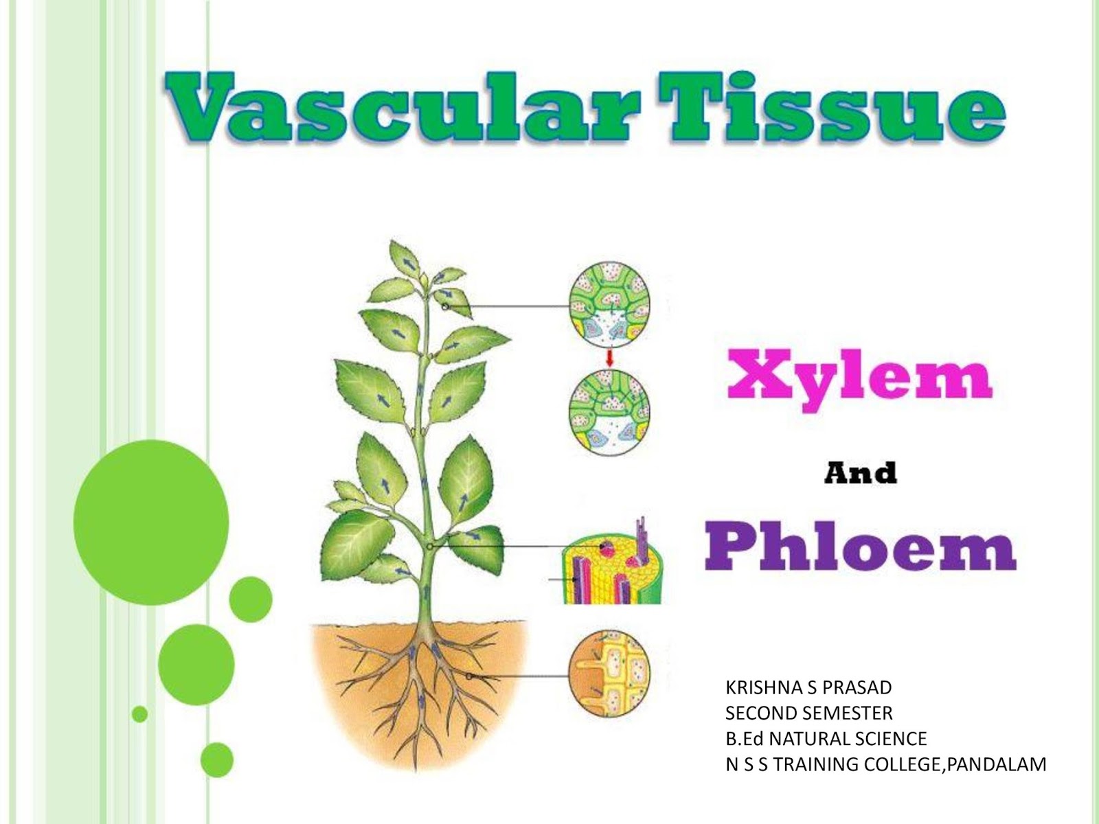 Plant tissues. Vascular Tissue. Проводящая система растений. Plant Excretory Tissues. Secondary phloem.
