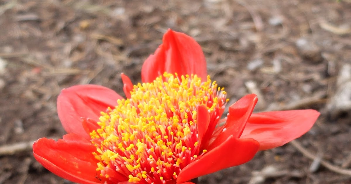 Urban Ministry Live And Unplugged: The April Fool Flower