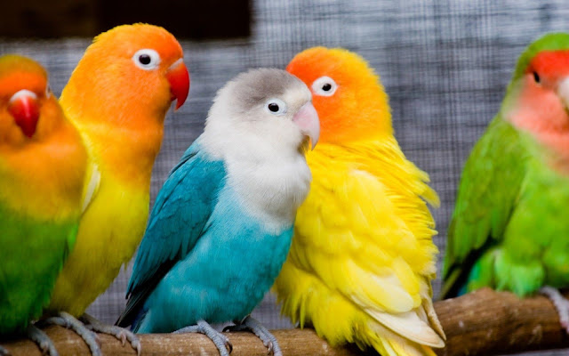 Daftar Harga Burung Lengkap Di Pasaran Terbaru Tahun 2018 2019