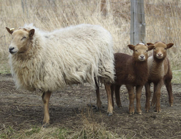 加州红羊，关于加州红羊，加州红羊外观，加州红羊品种，加州红羊品种信息，加州红羊品种事实，加州红羊行为，加州红羊关爱，加州红羊关爱，加州红羊颜色，加州红羊特征，加州红羊的颜色品种，加州红羊的发展，加州红羊的母羊，加州红羊的事实，加州红羊的肉，加州红羊的羊毛，加州红羊农场，加州红羊的农场，加州红羊的历史，加州红羊的角，加州红羊的信息，加州红羊图片，加州红羊羊羔，加州红羊肉，加州红羊起源，加州红羊图片，加州红羊图片，加州红羊稀有，加州红羊饲养，加州红羊大小，加州红羊性情，加州红羊温顺，加州红羊用途，加州红羊品种，加州红羊重量，加州红羊羊毛，加州红羊羊毛质量，加州红羊羊毛产量