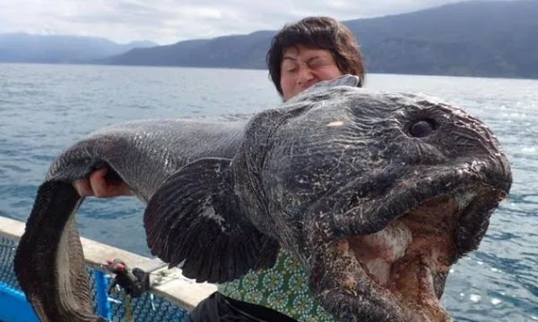  Έπιασε γιγαντιαίο τερατόμορφο ψάρι κοντά στη Φουκουσίμα! (video)