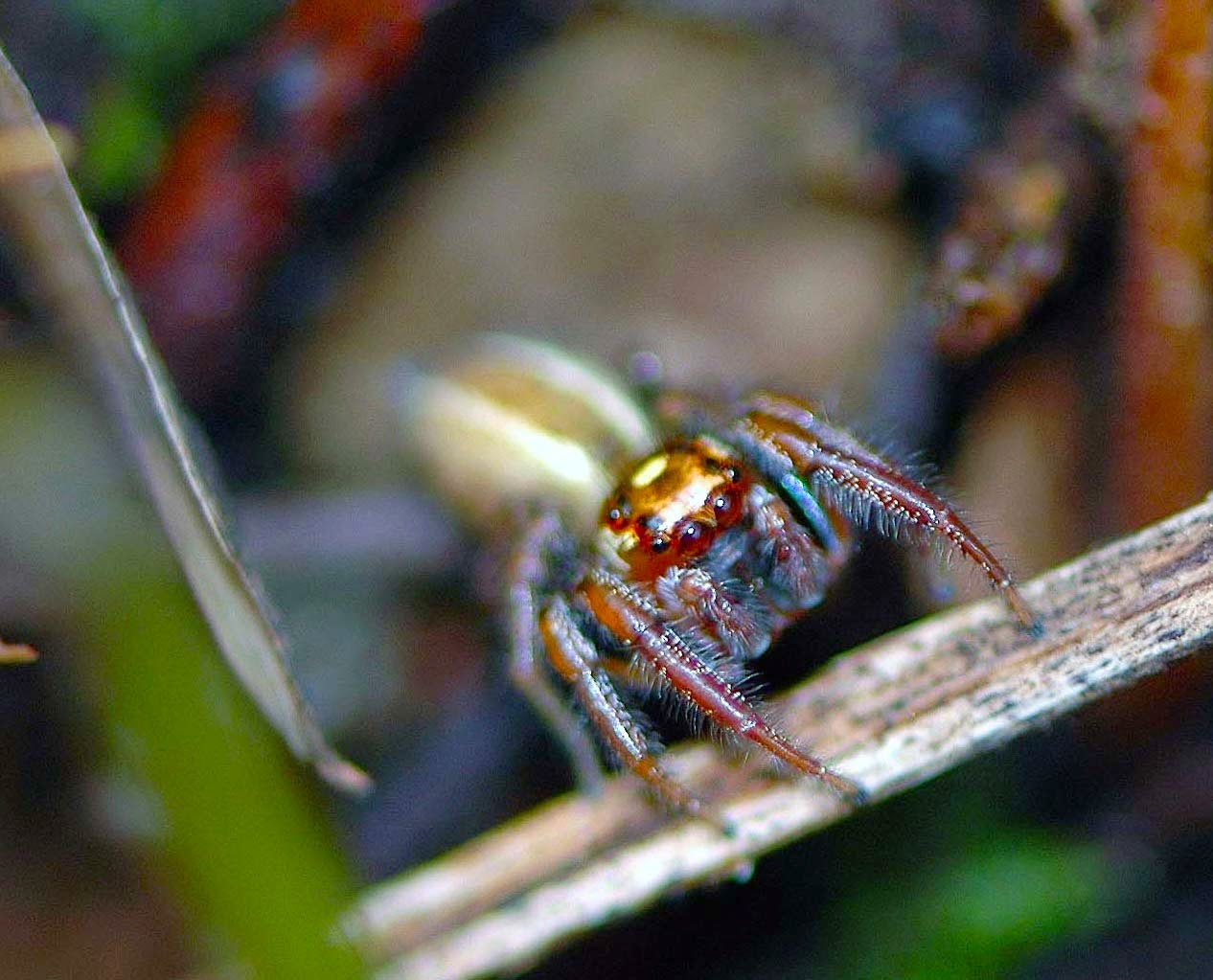 Field Biology in Southeastern Ohio A Few More Ohio Spiders