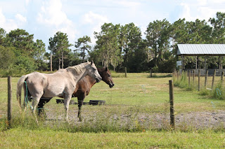 Caballos en las fincas Caballos en las fincas