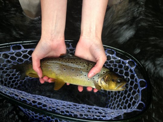 Roan Mountain State Park Doe River brown trout