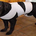 Saiba Como Proteger Seu Cão dos Foguetes de Ano Novo Com Essa Técnica