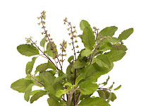 TULSI - India's 'Holy Basil'