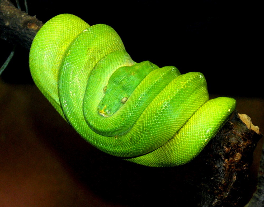 Green+Tree+Python+Whipsnade+2013-01.jpg