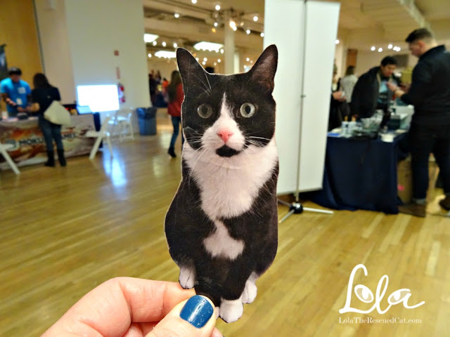cat camp nyc|meow parlour