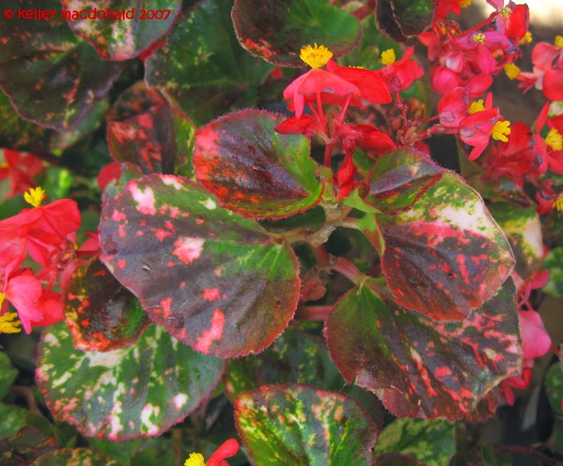 Всё о бегониях и не только...: Begonia semperflorens 'Charm' и Begonia ...