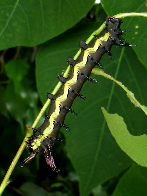 Citheronia laocoon caterpillar Citheronia laocoon caterpillar