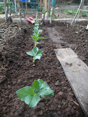 Planting out vegetable seedlings The 80 Minute Allotment Green Fingered Blog