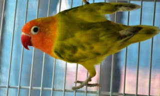 menjemur dan memandikan lovebird menjemur lovebird, memandikan lovebird
