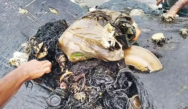 Hallan ballena muerto con 6 kilos de plástico en el estómago