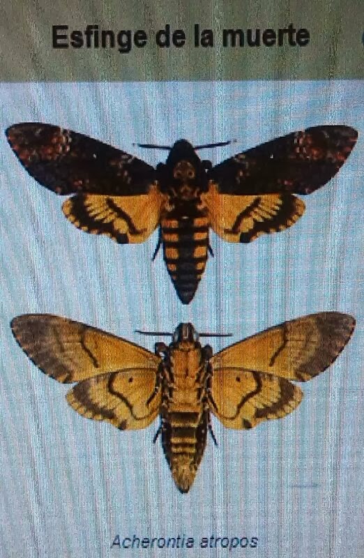 T.E AGRICULTURA ECOLÓGICA Y EMPRENDIMIENTO MARIPOSA DE LA MUERTE