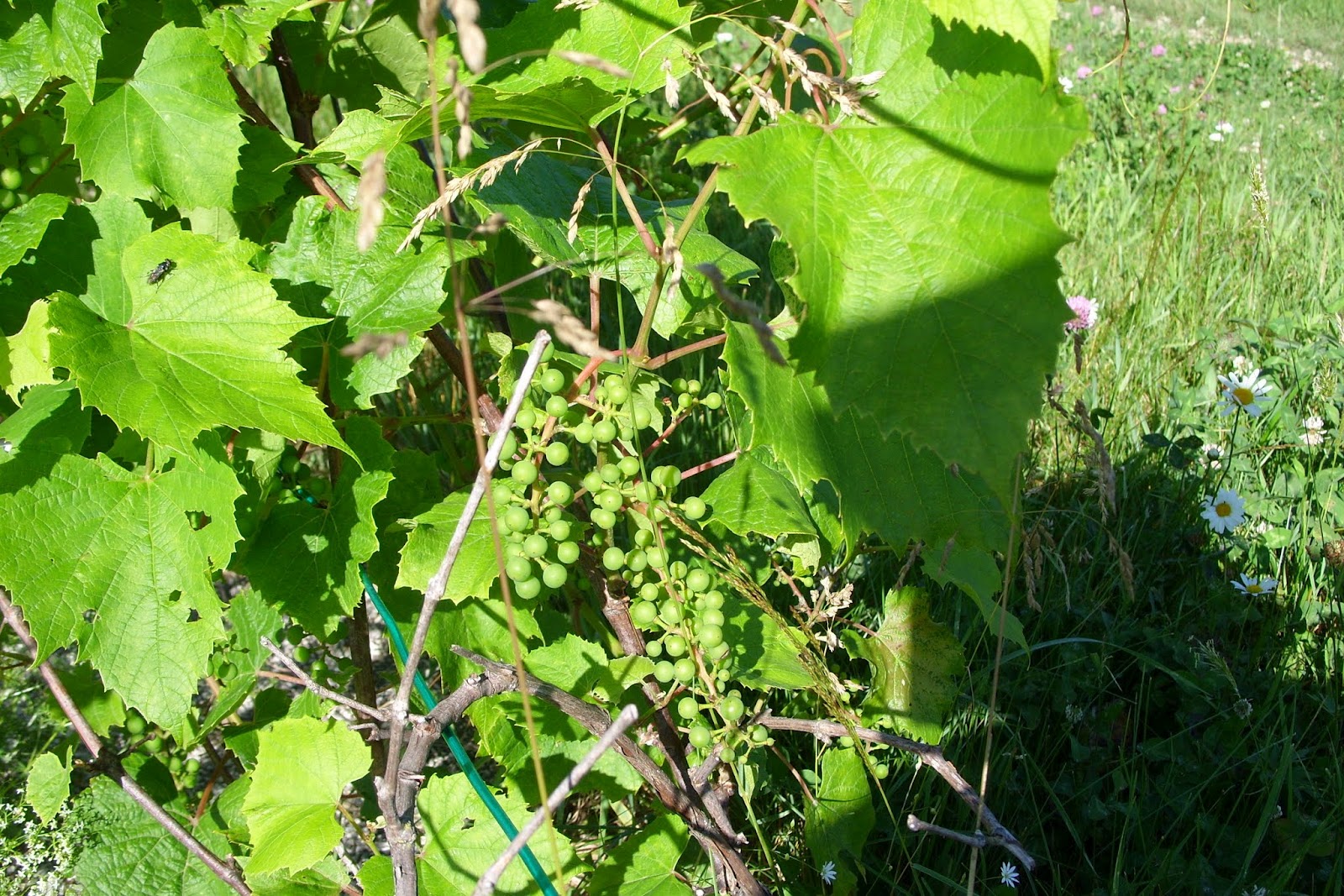 Forest House Farm Grape Vines