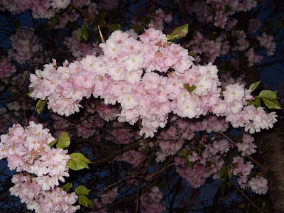 Kungsträdgården cherry blossom