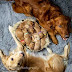 Adorable golden retriever gives birth to nine puppies