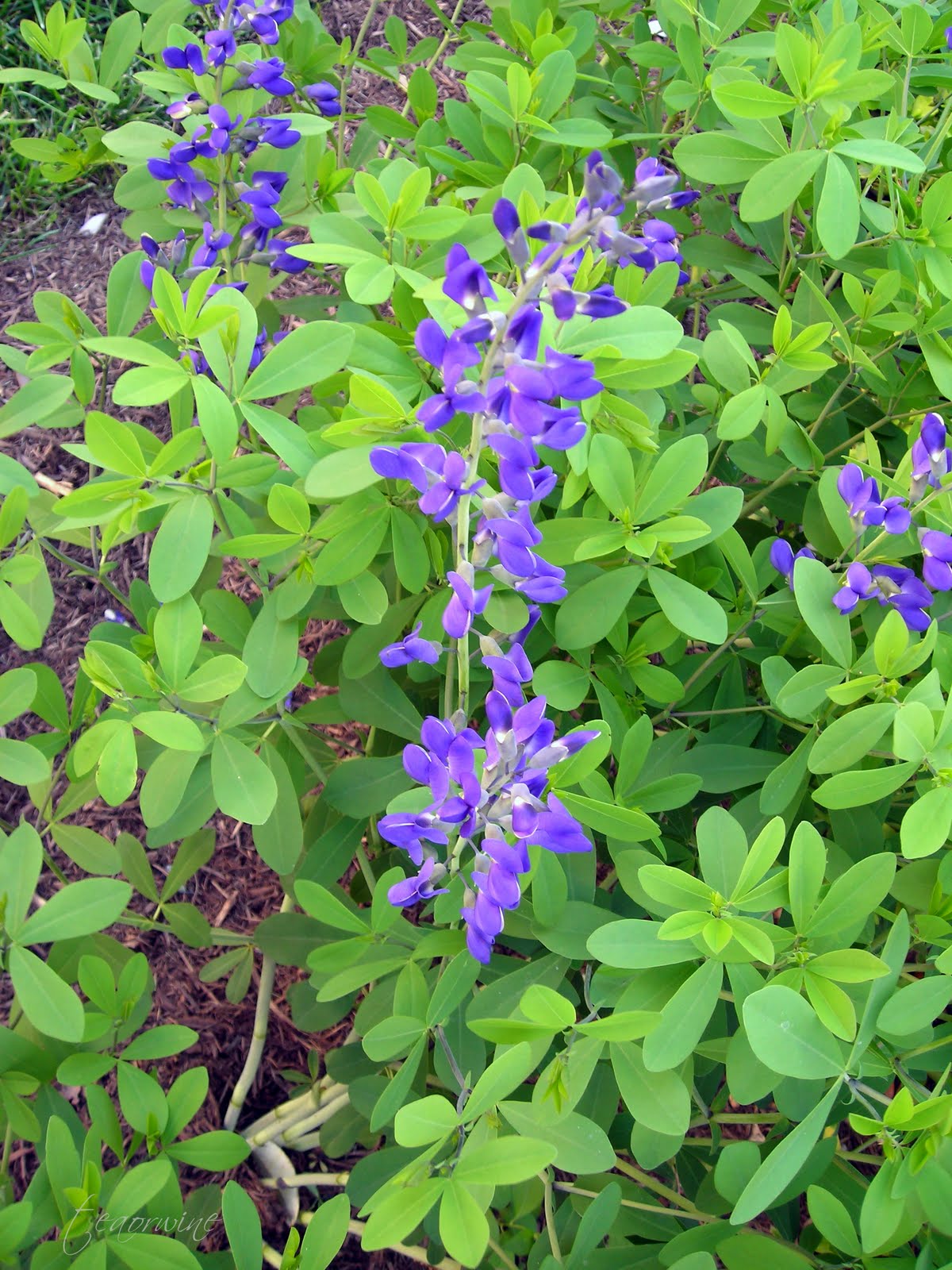 teaorwine Blue False Indigo