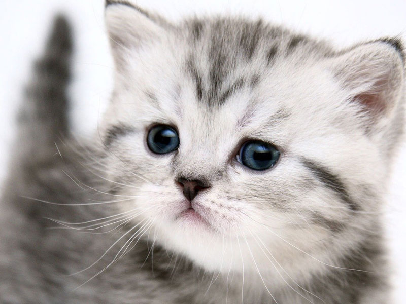 Wallpapers Download: Cat Desktop Wallpapers