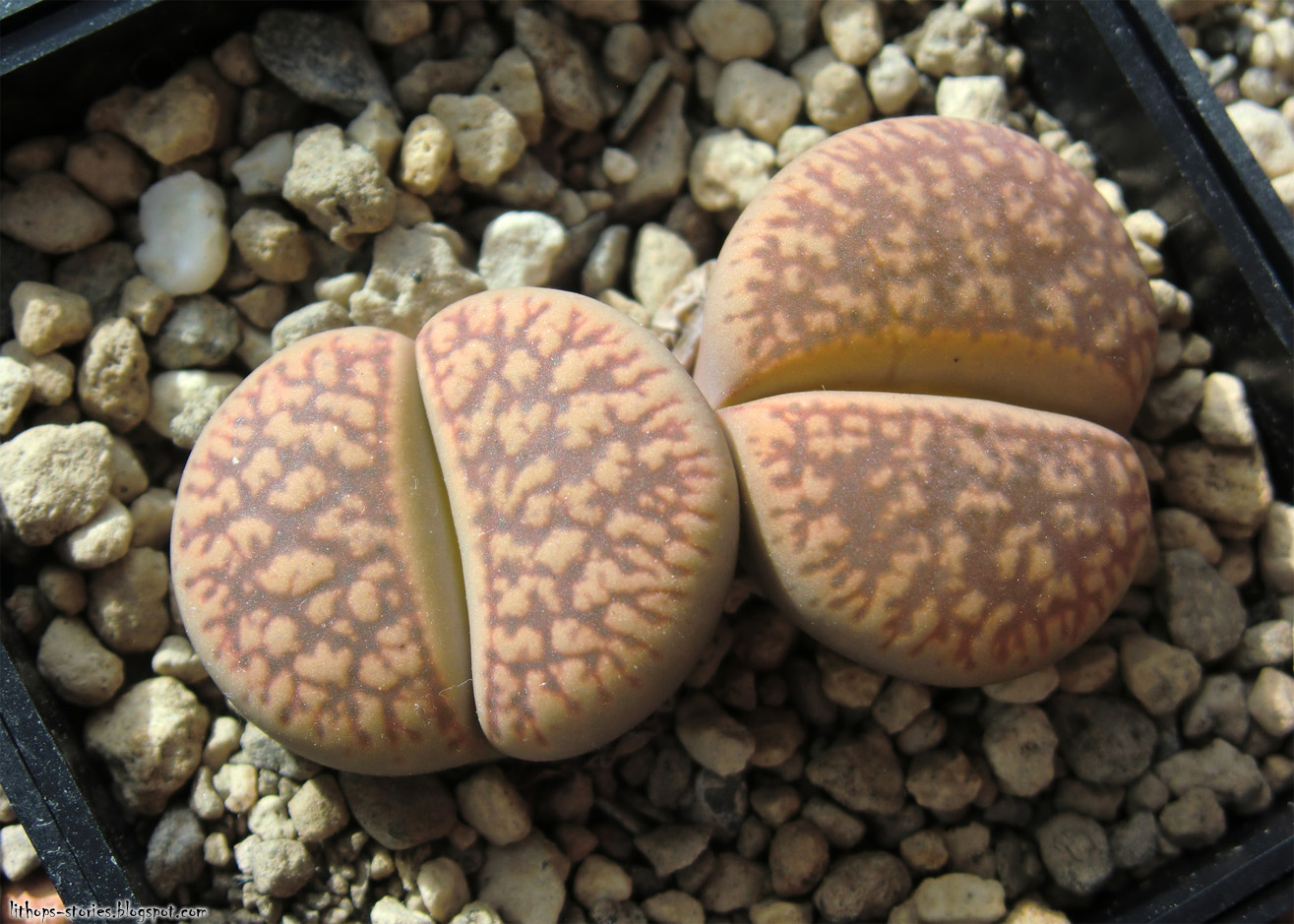 Lithops Stories Lithops plant size Part 1 (17 pics)