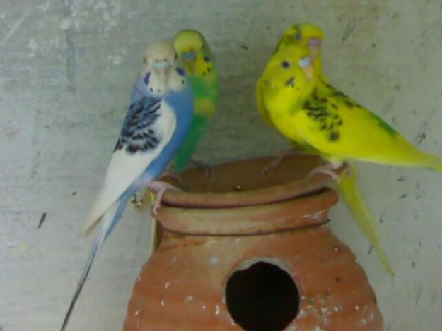 2 Pairs of Australian Parrots For in Lahore - Pets For Sale In Pakistan