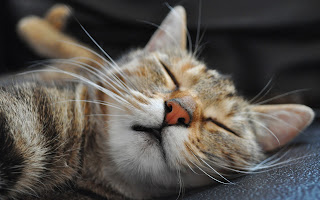 Pets cute sleep funny images Pets cute sleep funny images
