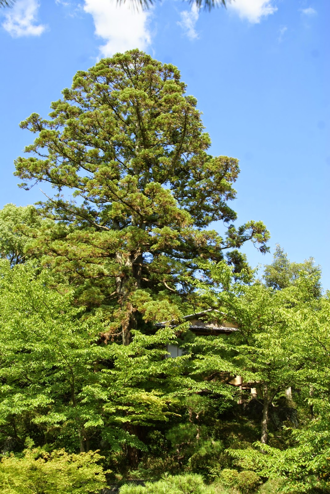 chashitsu kyoto
