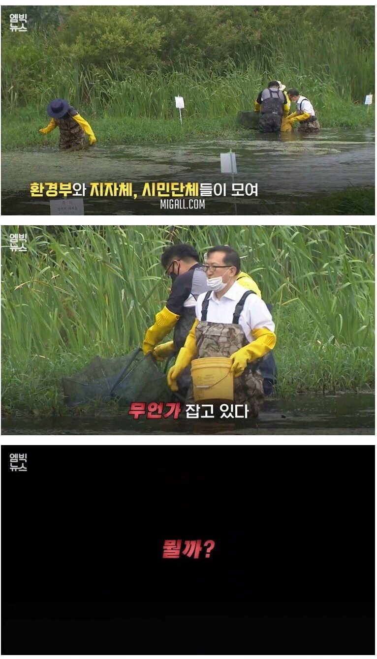 서식지를 빠르게 확대하고 있는 생태교란종 미국가재