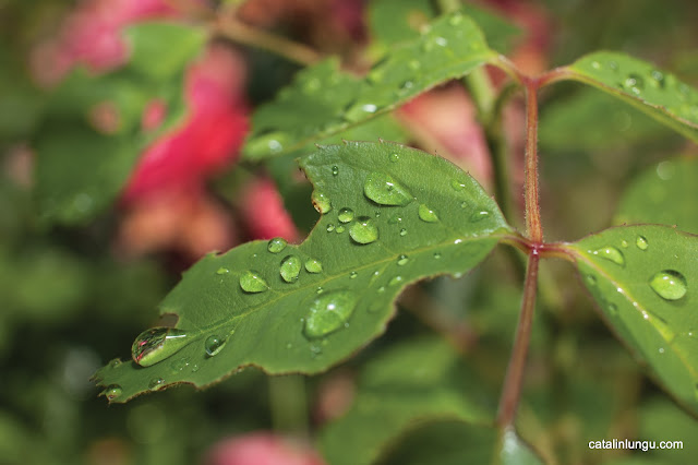 Water drops on leaves