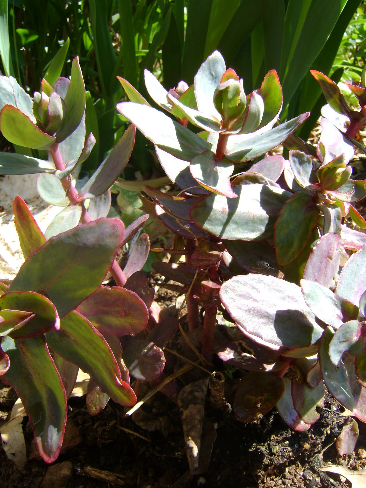 Kim's Flower, Fruit, and Vegetable Garden The Latest Additions