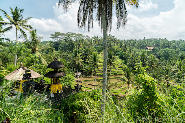 Vallée de la Sungaï Ayung - Ubud - Bali