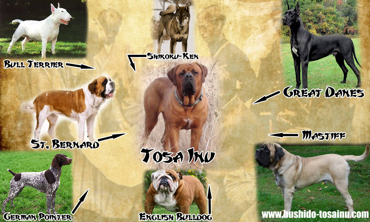 Top 10 Most Dangerous Dogs World Top 10 List